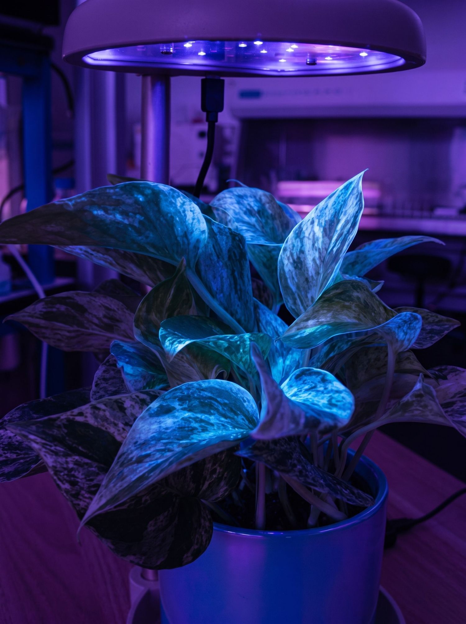 Radiant Plant